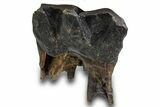 Fossil Woolly Rhino (Coelodonta) Tooth - Siberia #316644-1